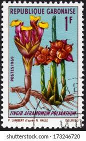 Image result for Aframomum polyanthum