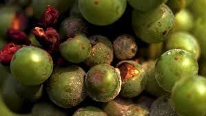 Image result for Uncinula necator