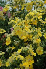 Image result for Nemesia zimbabwensis