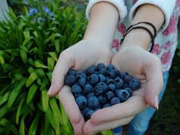 Jardinage 7 Petits Fruits Faciles A Cultiver Chez Vous Framboisier Fraisier