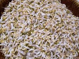 Berikut ini cara membuat pakan kambing, untuk ternak kambing anda, langkah awal sediakan tempat untuk pembuatan fermentasi, pastikan kondisinya bagus. Jualan Tauge Bisnis Menjanjikan Dengan Modal Minimal Kompasiana Com