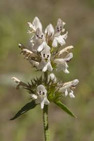 Image result for Acrotome thorncroftii