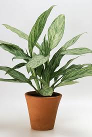 Be sure to rotate your plants every few weeks so that the side of the plant facing the wall is getting its fair share of sun. 34 Houseplants That Can Survive Low Light Best Indoor Low Light Plants