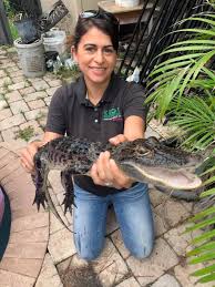 Baby Alligator Found In Pool Filter In Florida Miami Herald