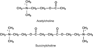 Image result for Succinylcholine