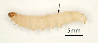 Ég byggði dyr í eyðimörkinni 32. Melmol Bekaempelse Forebyggelse Livcyklus Osv