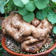 Image result for Stephania abyssinica