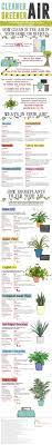 The Low Maintenance Houseplants That Fight Hidden Air Pollution Air Cleaning Plants Air Pollution Plants