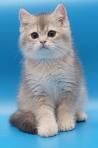 Silvertales Cattery - British Shorthair, Kittens for Sale