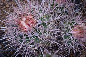 You can water a cactus like any other plant — by watering the soil, and letting the water soak in, with a proper can, and not just a coffee mug that's lying around. Pointy Hills Photos Free Royalty Free Stock Photos From Dreamstime