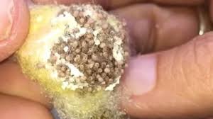 Knowing about how long it will take for your snake eggs to hatch is awesome and relieves some stress. Tiny Spiders Emerging From Egg Sac Start Crawling On Woman S Hand