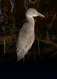 North America Bird Identifier By Picture Night Heron Species Of North America Bird Species Birding Bird Species Heron Species