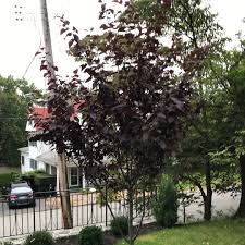 Check spelling or type a new query. Prunus Cerasifera Thundercloud Cherry Plum Tree Thundercloud In Gardentags Plant Encyclopedia