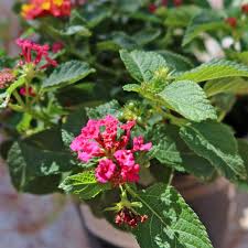 Image result for Lantana