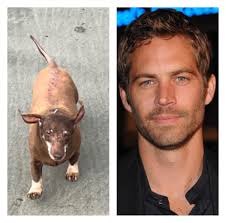 Pet named after challenge. Anyone else an anime fan?? 😊