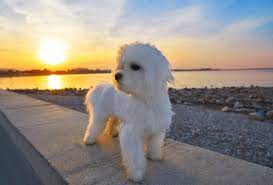 Maybe you would like to learn more about one of these? Maltichon Maltese Bichon Frise Info Pictures Care More Pet Keen