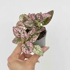 Image result for Hypoestes phyllostachya