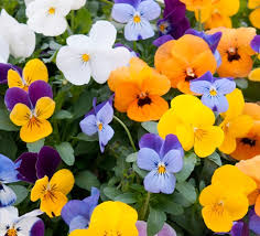 Image result for Heteranthoecia