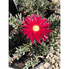 Pin By Juraini Ibrahim On Project Plant Flower Rockery Alpine Hedging Plants Trimming Hedges Trees To Plant