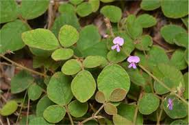 Image result for Pycnospora lutescens