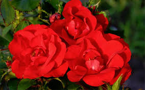 The foliage and flowers combine to define and beautify garden boundaries. The Right Way To Prune Back A Rose Bush