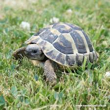 The degree of heat and humidity in the habitat will depend on their breed: Hermann Tortoise Testudo Hermanni