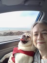 Yoda Pug's fun day at the beach with owner