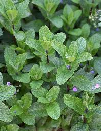 Image result for Mentha spicata