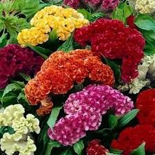 Pin On Jardineria