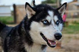 Anjing Indukan Siberian Husky Dogs Dog Sledding Husky
