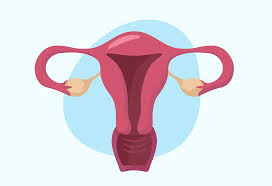 After attaining puberty, the length is between 5 and 8cm, width is 3.5cm, and thickness is between 1.5 and 3cm. Uterus In Pregnancy Functions Position Size More