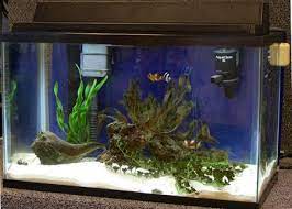 Yearly maintenance costs of a freshwater fish tank Estimating Costs For A 10 Gallon Mini Reef Clownfish Tank