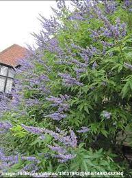 Small tree with purple flowers in summer. Types Of Flowering Trees With Pictures For Easy Identification