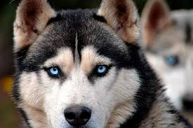 They both live on our 3 acre farm and are surrounded by. How Siberian Huskies Get Their Piercing Blue Eyes Smart News Smithsonian Magazine