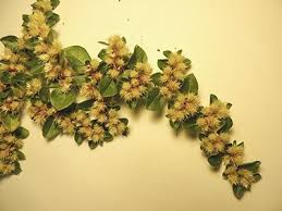 Image result for Alternanthera pungens