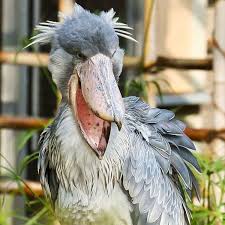 Birds Of A Feather 2020 Series Pin By Marty Fried On Birds Of A Feather In 2020 Shoebill Shoebill Stork Animals