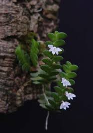 Image result for Angraecum distichum