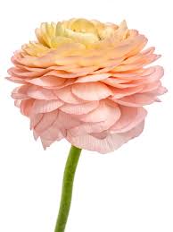 Image result for Ranunculus volkensii