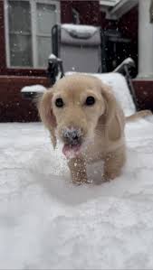 Pyrenean Mastiff puppy growth and development