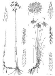 Image result for Cyperus sphacelatus