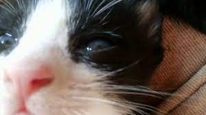 We did not find results for: Kucing Hitam Putih Youtube