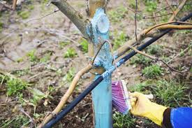 When And How To Use Copper Fungicide In Your Garden