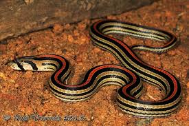 Black And Orange Striped Snake Florida Oligodon Octolineatus Striped Kukri Snake Snake Reptile Snakes Beautiful Snakes