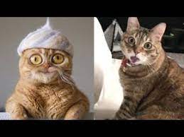 susse und lustige tiere 2019 lustige tiere zum totlachen vol 17 funny dutube youtube lustige tiere zum totlachen lustige tiere gif lustig tiere