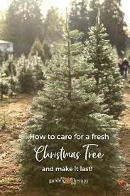 Christmas Tree Care How To Care For A Fresh Christmas Tree Live Christmas Trees Christmas Tree Care Christmas Tree Guide