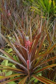 Pin On Bromeliaceae