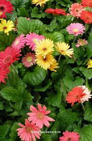 Gerbera Daisy Guide The Only Gerbera Daisy Resources You Will Ever Need Gerbera Daisy Gerbera Gerbera Plant