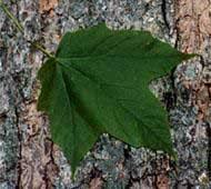 Check spelling or type a new query. Black Maple Acer Nigrum Learning Stations At Ariel Foundation Park