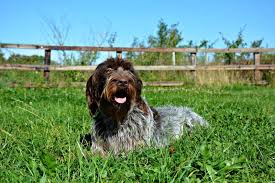 Sire (blue) is a black labrador. Korthals Griffon Kennel Club Accredited Breeder Watereatons Dogs