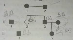 It is a dominant genetic trait. The Black Hair Of Guinea Pigs Is Produced By A Dominant Gene B And White By Its Recessive Allele B Unless There Is Evidence To The Contrary Assume That Ii1 And